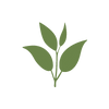 tea icon